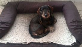 11084275_587649728004845_2899692184394276480_n_3