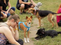 Psí procházka červen 2016 110